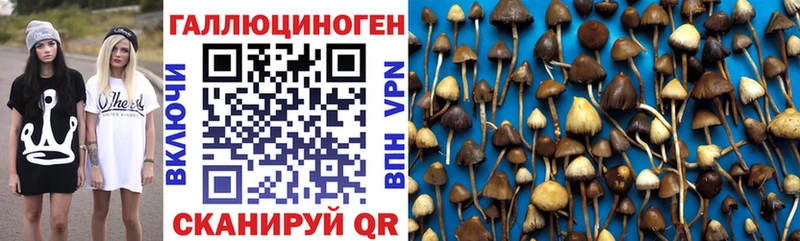 Псилоцибиновые грибы Psilocybe  даркнет сайт  Козельск 